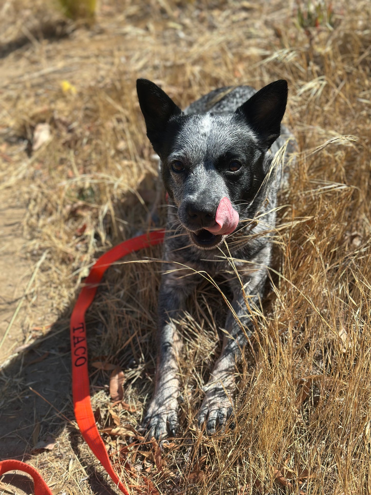 The 1 inch Ultimate Soft Leash – Built for Performance