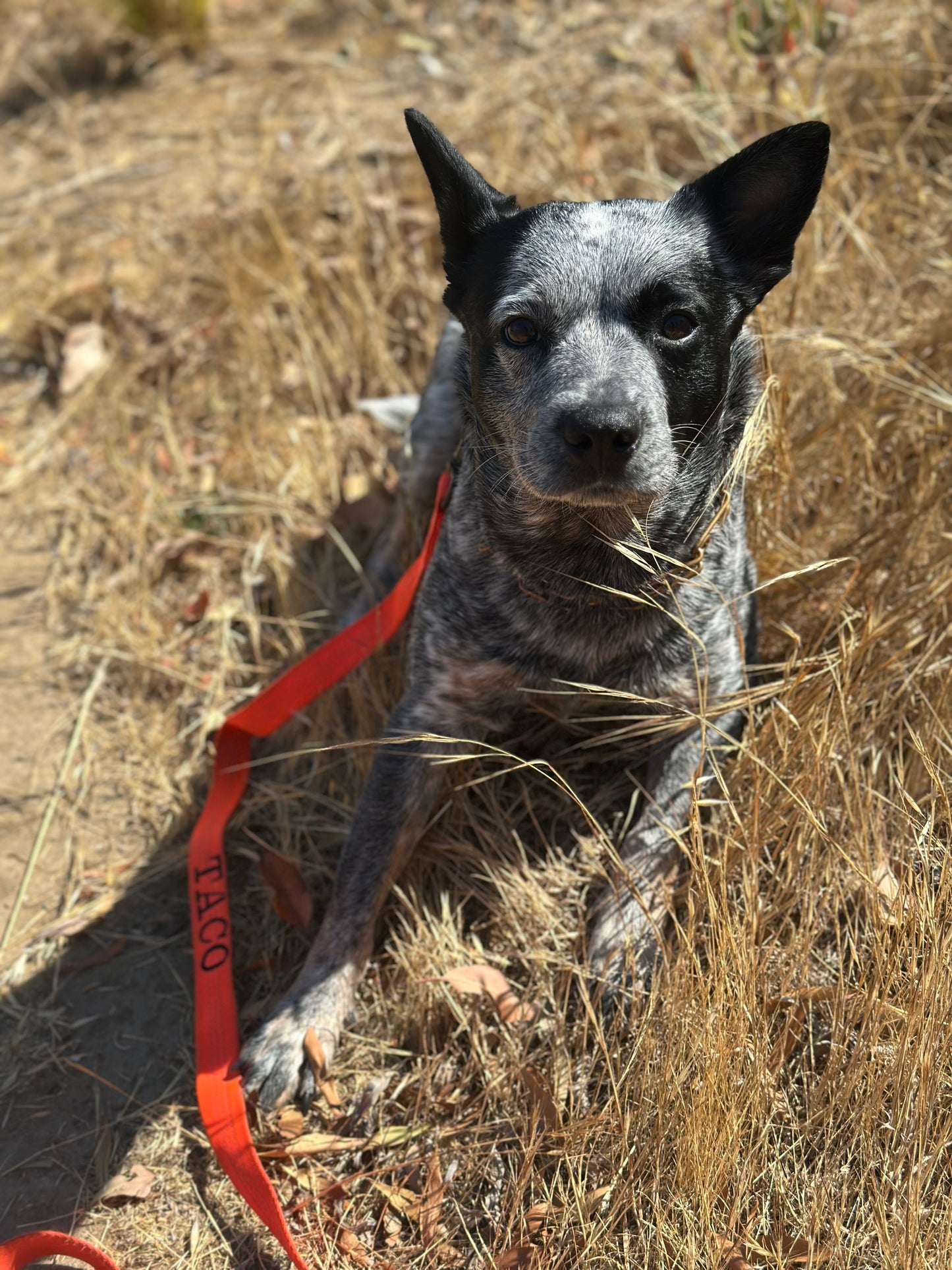 The 1 inch Ultimate Soft Leash – Built for Performance