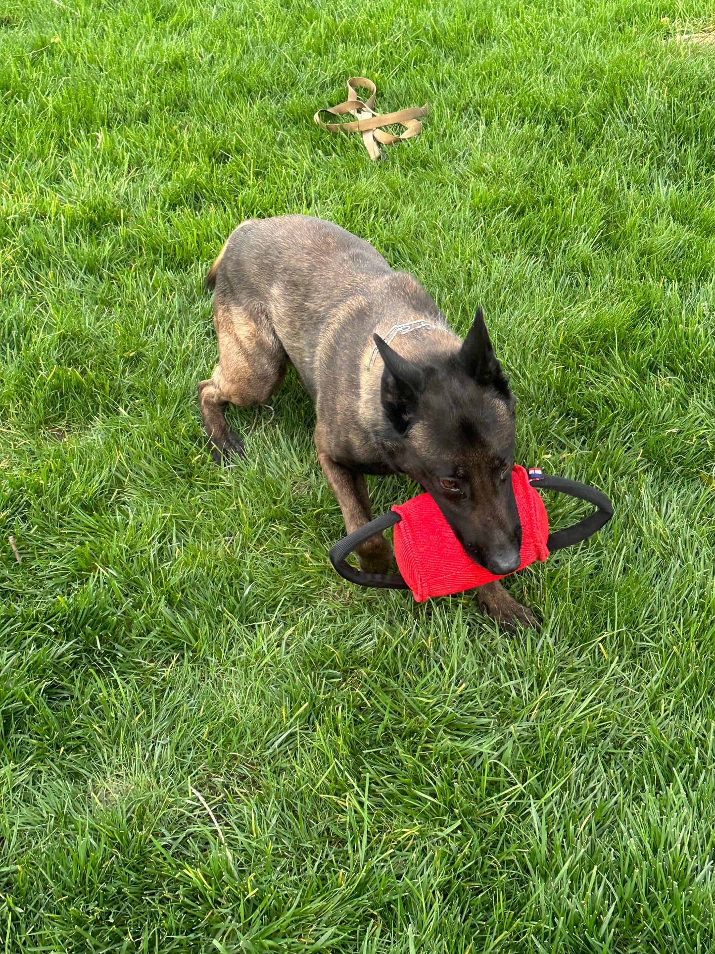 Medium cylinder/barrel roll Pillow Tug with 2 Tubular Handles